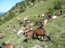 Les chèvres sont aux pâturages sur la montagne à Vesc.